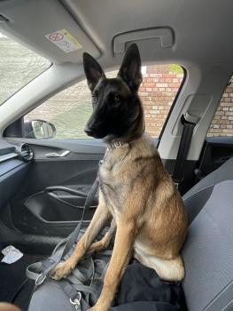 Alma, Malinois Shepherd Dog