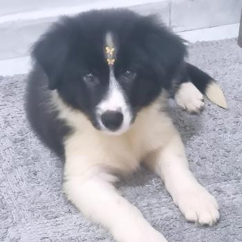 LUNA BALA, Border Collie