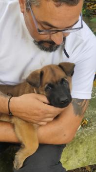 Antowne, Belgian Shepherd Dog