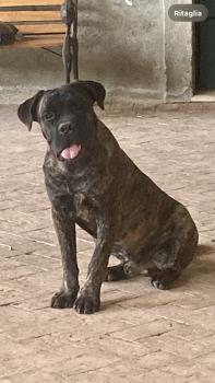 Giulio, Cane Corso