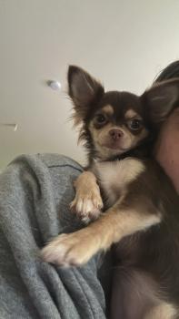 Ariel, Chihuahua