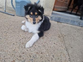 Harry, Collie