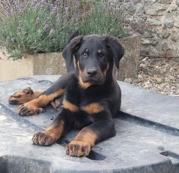 Aeven, Cane da pastore di beauce
