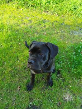 ASKA, Cane Corso