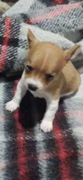 Pitchulla, Chihuahua