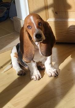 Aros, Basset Hound