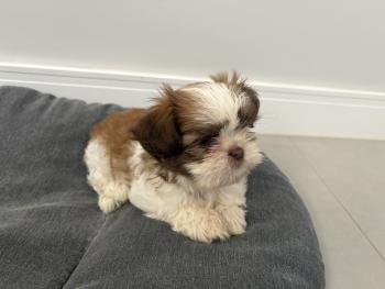 Joca, Shih Tzu