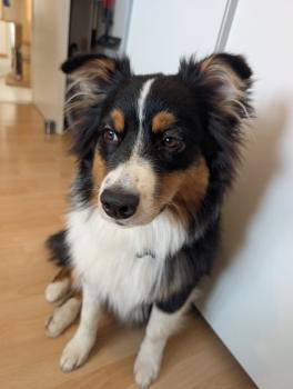 Akira, Australischer Schäferhund