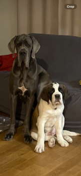 Mia, Saint Bernard