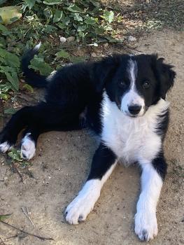 Akyra, Border Collie