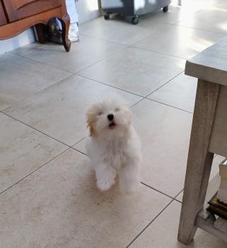 Aika, Coton de Tuléar