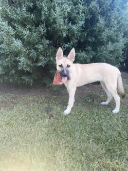 Lucy, Belgischer Schäferhund