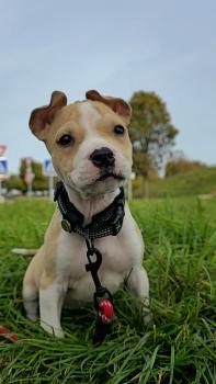 Artémis, American Staffordshire Terrier