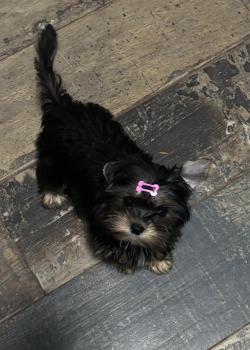 Lolita, Yorkshire