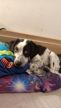 Knox, Brittany Spaniel