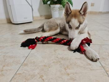 Yuki, Husky Siberien