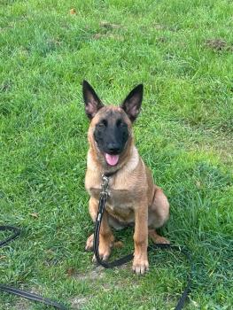 Aby, Berger Malinois