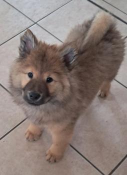 Aelya, Eurasier