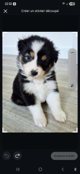 ARYA, Australian Shepherd