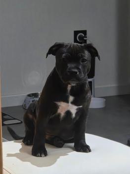 Aron, Staffordshire Bullterrier
