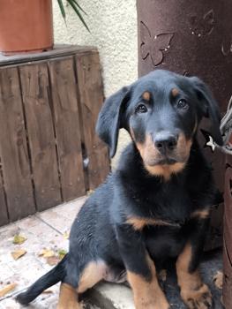 Almo, Beauceron Beauce Shepherd