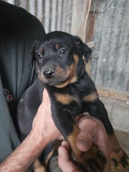 Arès, Beauceron Beauce Shepherd
