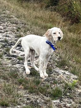 Ace, Setter Inglese