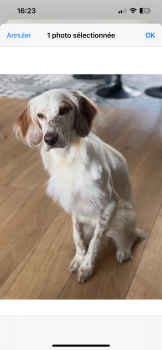 Urka, Setter inglês