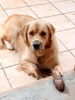 Vanya, Golden Retriever