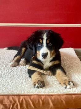 Baci, Berner Sennenhund