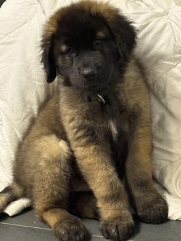 Balou, Leonberg