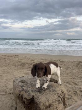 Aïko, English Springer Spaniel