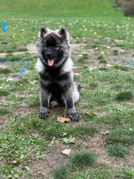 Eskier, Eurasier