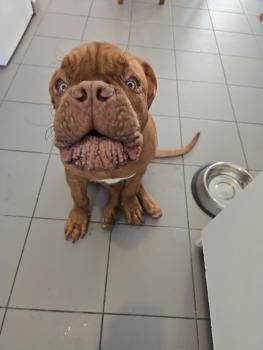 Aïko, Dogo De Burdeos