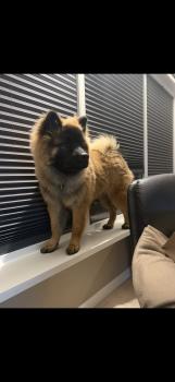 Lumi, Eurasier