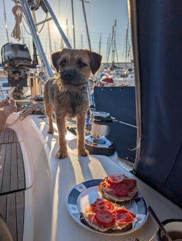 Luva, Border Terrier