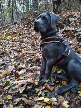Loki, Cane Corso