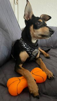 Loki, Pinscher