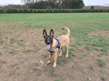 Tuco (Micro de Los Guardianes), Pastor Belga Malinois