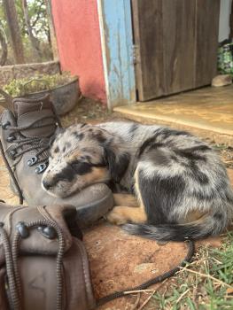 Natuza, Border Collie