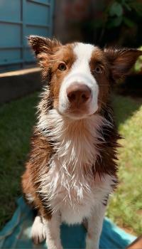 Ollie, Border Collie