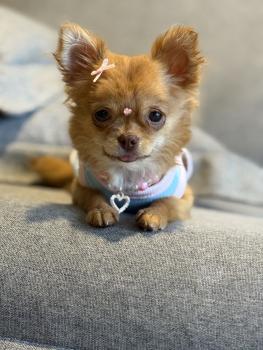Luna, Chihuahua