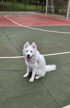 Yuki, Samoyede