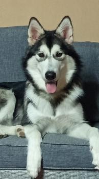 Blizz, Malamute
