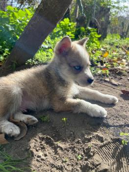 Sonnito, Siberian Husky