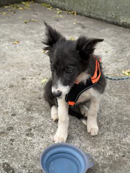 Vera, Border Collie