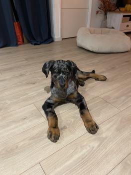 Berry, Beauceron Beauce Shepherd