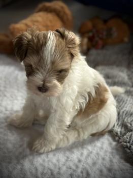 Edith Klärchen, Schnauzer Nain