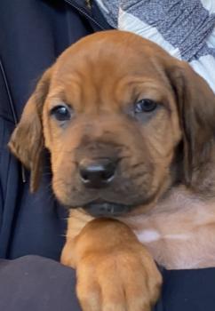 Robin, Rhodesian Ridgeback