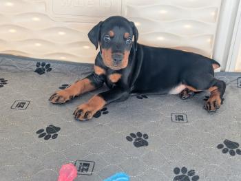 Abel, Dobermann